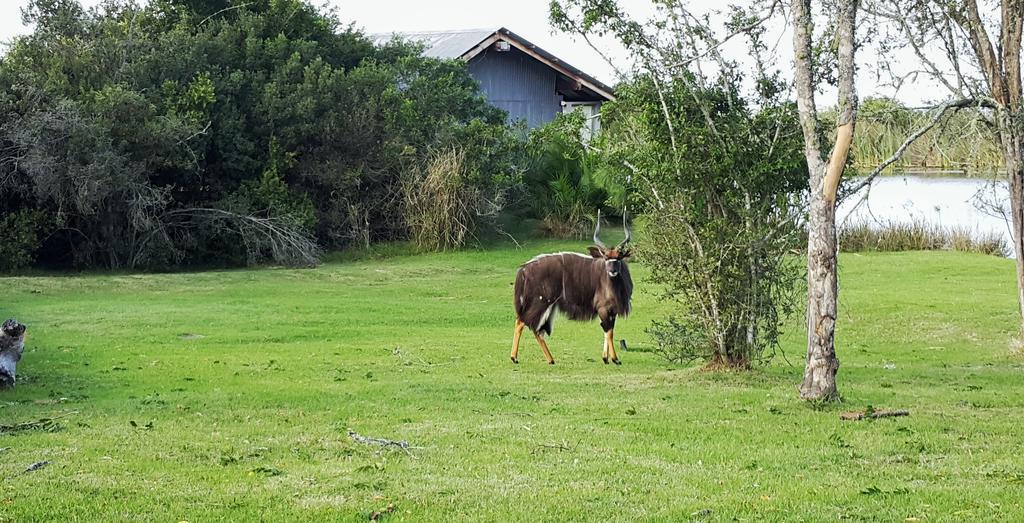 Plettenberg Bay Game Reserve: The Baroness Safari Lodge Exterior photo