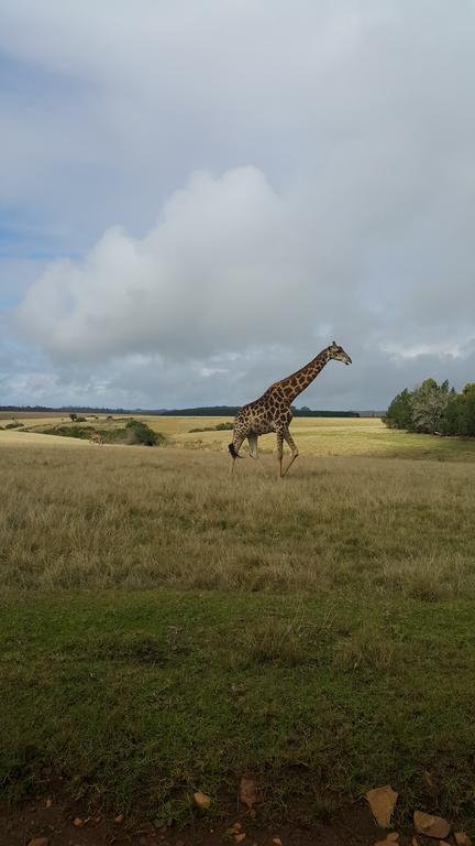 Plettenberg Bay Game Reserve: The Baroness Safari Lodge Exterior photo