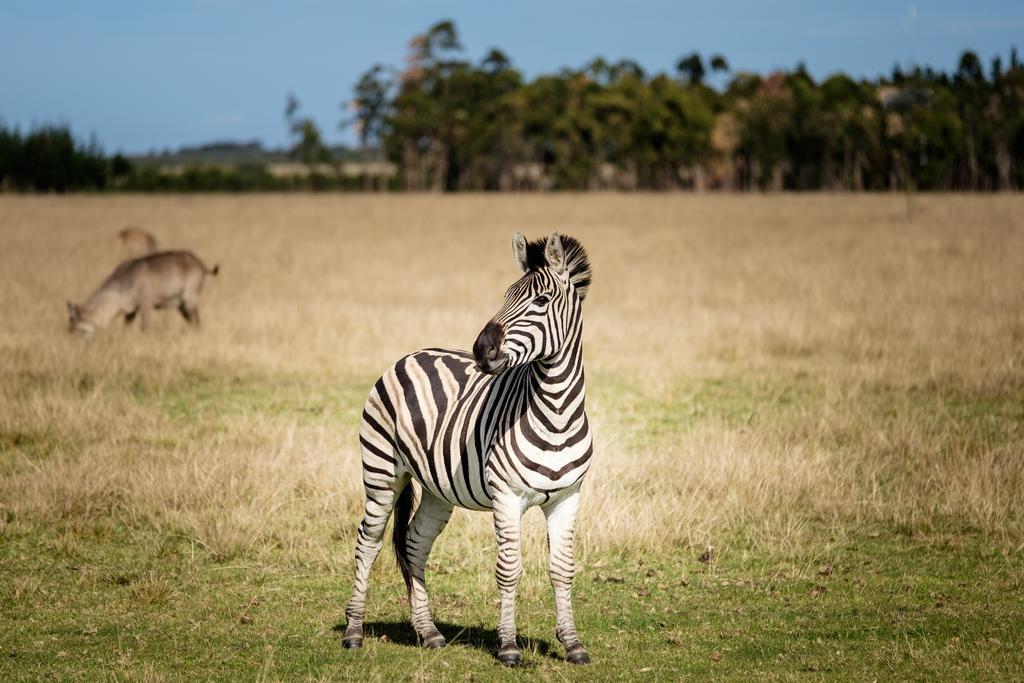 Plettenberg Bay Game Reserve: The Baroness Safari Lodge Exterior photo