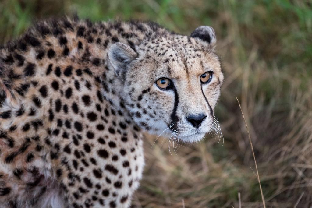 Plettenberg Bay Game Reserve: The Baroness Safari Lodge Exterior photo